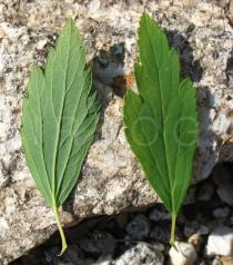 Spiraea x vanhouttei - Upper and lower side of leaf - Click to enlarge!